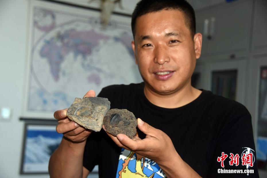 Cina: la prima scoperta di squali Petalodus di 290 milioni anni fa, predatore più potente negli antichi oceani