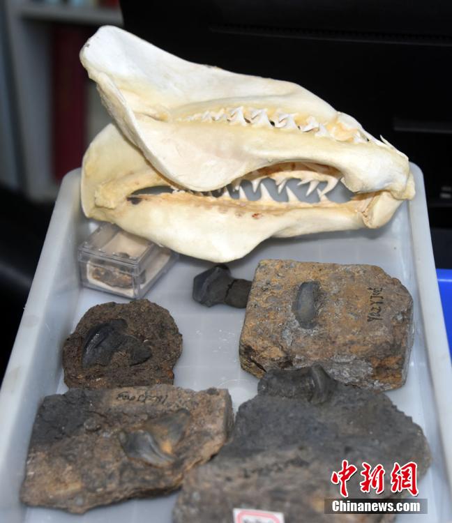 Cina: la prima scoperta di squali Petalodus di 290 milioni anni fa, predatore più potente negli antichi oceani