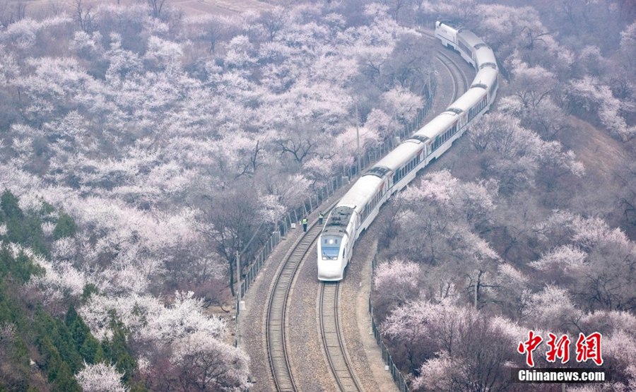 Beijing: i treni della linea S2 attraversanno un mare di fiori