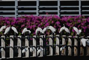 Garzette popolano il lago Yundang a Xiamen