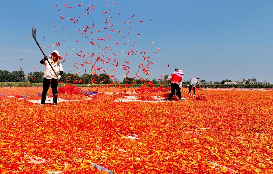 Bozhou, nella provincia dell'Anhui: l'essiccazione dei peperoncini