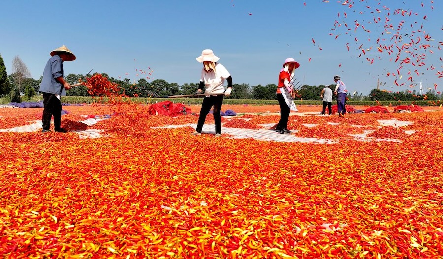 Bozhou, nella provincia dell'Anhui: l'essiccazione dei peperoncini