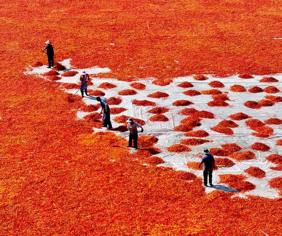 Bozhou, nella provincia dell'Anhui: l'essiccazione dei peperoncini